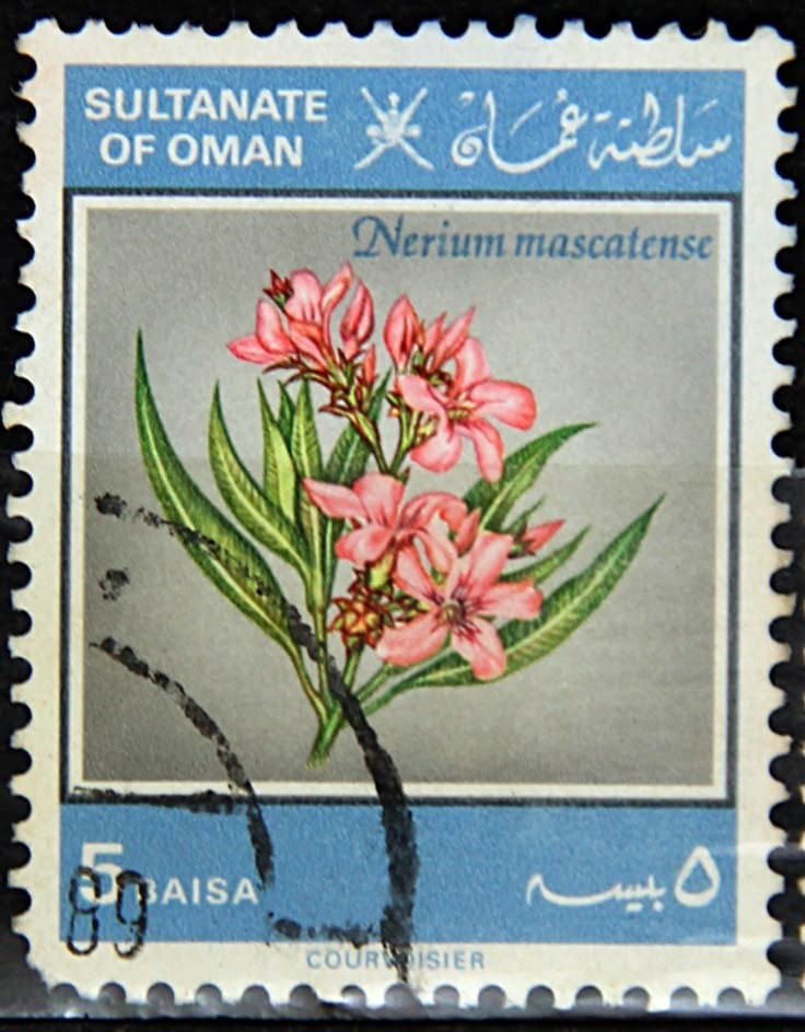 Omani postage stamp showing pink oleander flowers